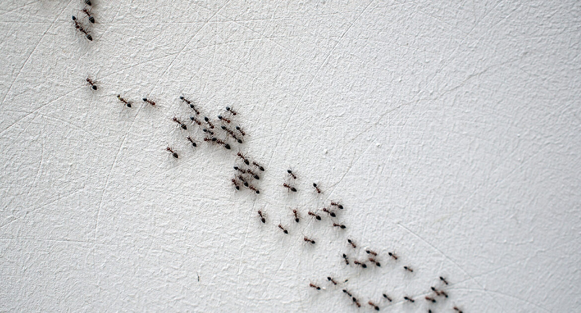 Do Cement Walls Deter Pests? What You Need To Know