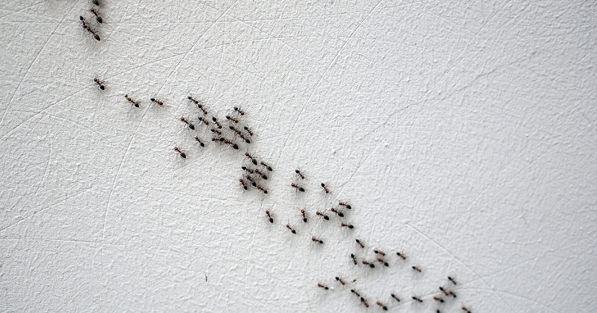 Do Cement Walls Deter Pests? What You Need To Know