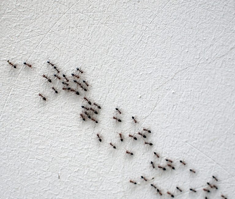 Do Cement Walls Deter Pests? What You Need To Know